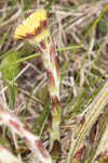 Coltsfoot